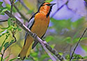 Icterus bullockii